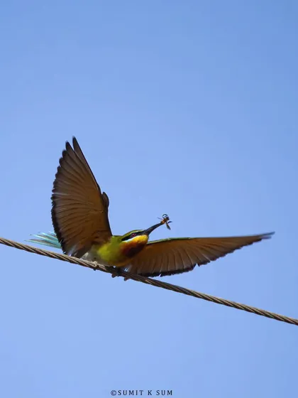 A Blue-tailed Bee-eater in flight, having just caught an insect. This shot captures their incredible aerial hunting skills.