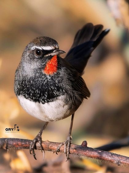 The brilliant red throat of a Himalayan Rubythroat is on full display in this image. These shy birds are a prized sighting for any birdwatcher in the Himalayan region.