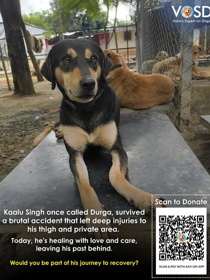 Kaalu Singh survived a brutal accident that left deep injuries. Today, he is healing with love and care at our sanctuary. Would you be part of his journey to recovery?
