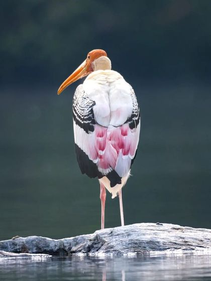 A full back view of the Painted Stork, highlighting its bare reddish head and heavy, down-curved yellow bill.
