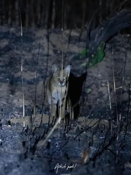 Another frame of the Jungle Cat, this time with a different light setting, highlighting its silhouette and shadow.