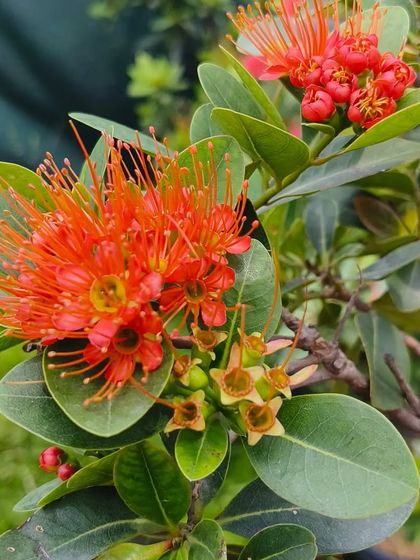 The Metrosideros flower, also known as the New Zealand Christmas Bush. It has these stunning, fiery red, brush-like flowers.