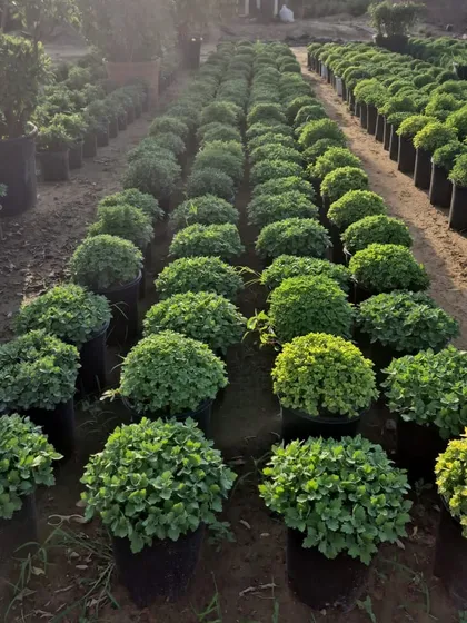 Our collection of Chrysanthemums, another winter favorite, is grown to be perfectly round and full of buds. We offer them in various colors.
