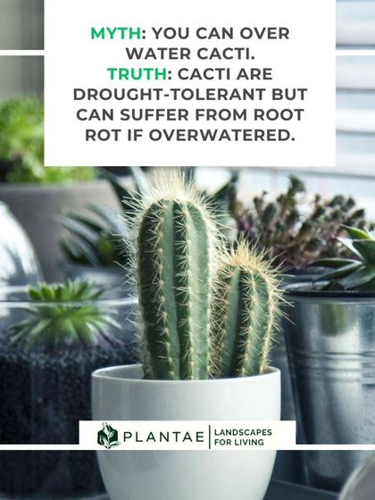Plant Care Myth-Busting photo 8