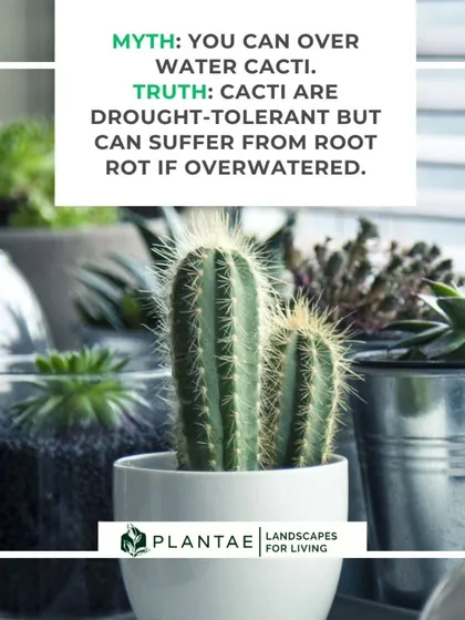 It is absolutely possible to overwater a cactus. While they are drought tolerant, their roots are susceptible to rot if left in soggy soil. Proper drainage and infrequent watering are key to their survival.
