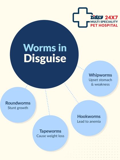 Zigly - Veterinary Services Preventive Care: A Lifetime of Health photo 6