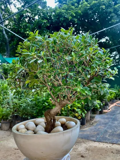 Our Ficus Retusa bonsai trees are carefully cultivated to bring a sense of calm and nature indoors. This one, set in a stylish bowl with white pebbles, makes a perfect centerpiece.