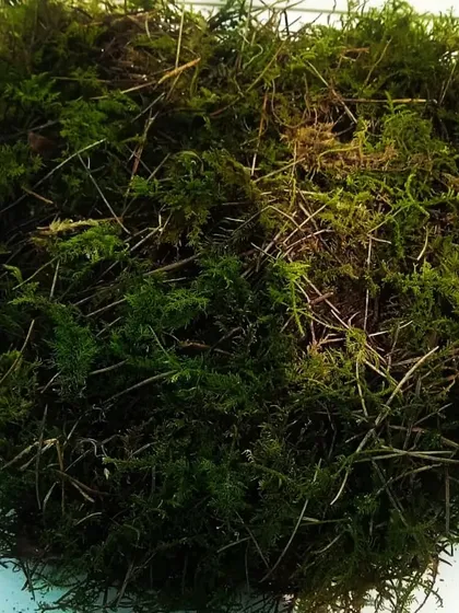 Another view of our natural live moss, perfect for projects that require an authentic, forest-floor aesthetic.