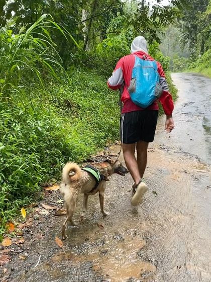 Walks are for all weather, including a rainy trek through lush green paths.