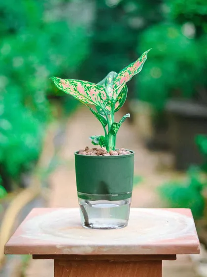 My self-watering planters are a game-changer. Here, a vibrant Aglaonema thrives in a sleek green planter, its clear reservoir showing exactly how this smart design takes the guesswork out of watering.