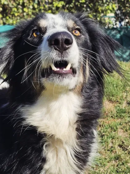 The intelligent and intense gaze of a beautiful Border Collie, ready for action.