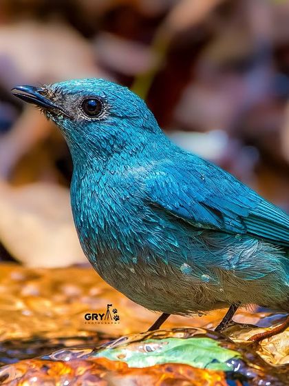 The shimmering turquoise of a Verditer Flycatcher. This image highlights the bird's unique color and delicate features as it pauses near a stream.