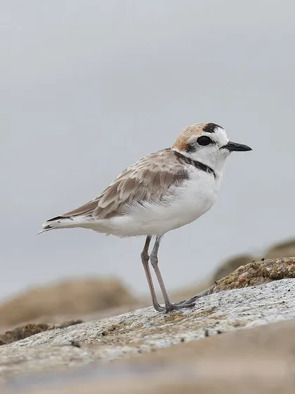 A male Malaysian Plover, showing the distinct black markings that differentiate it from the female. These birds are a delight to find on Singapore's coastline.