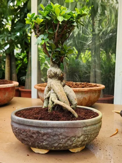 I take great pride in my Bonsai collection. This Ficus Bonsai is a perfect example of a living sculpture, ideal as a focal point for a table or desk.