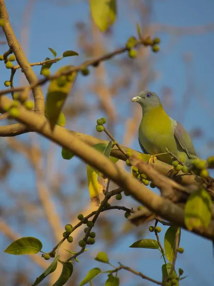A Yellow-footed Green Pigeon, the state bird of Maharashtra, feeding on peepal tree figs. Their green plumage provides perfect camouflage among the leaves.