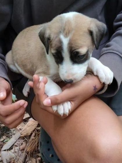 One of the puppies being held, showing its small size and gentle nature. These pups are about 1.5 months old.