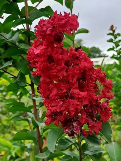 The Red Crape Myrtle is famous for its brilliant, crinkly red blooms. This hardy and tough plant is a must-have for adding a long-lasting splash of color to your garden.