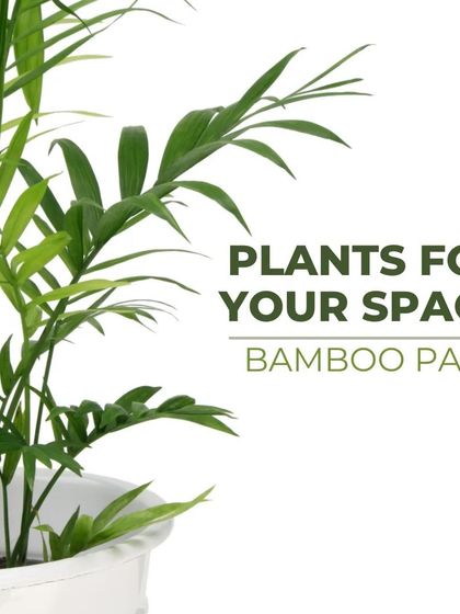 Treemendous - Interior & Exterior Plantscaping Meet Our Favorite Plants photo 7