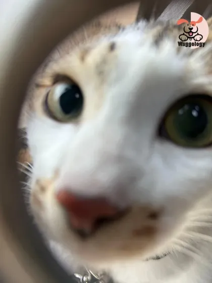 Here are more of the lovely cats I've had the pleasure of sitting. Each one has a unique personality, and I tailor my care to make them feel comfortable, from playful kittens to serene seniors.