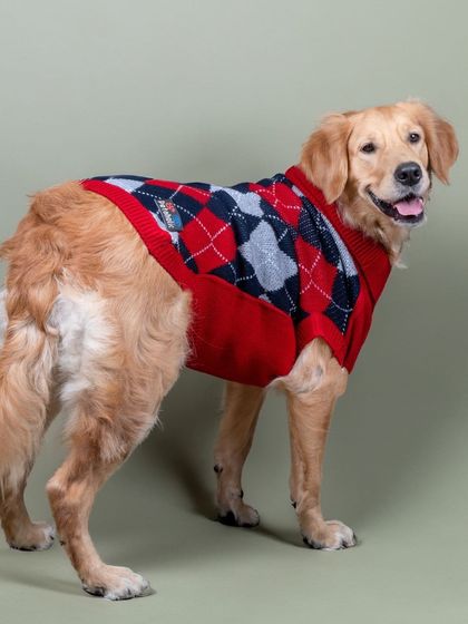 WoofWoof Stories - Commercial Pet Photography Pet Apparel & Accessories photo 4