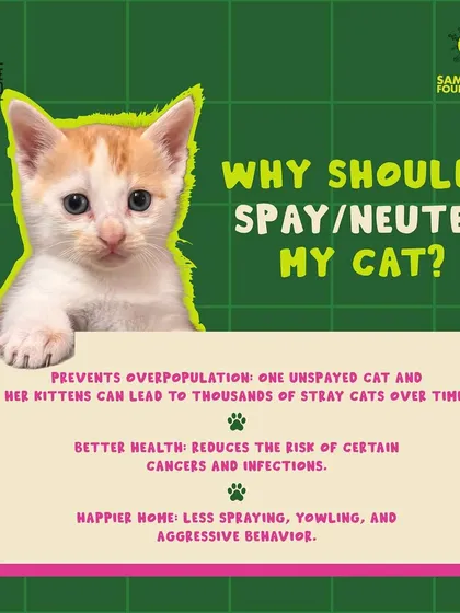 The solution is simple and effective. Spaying or neutering your cat prevents overpopulation, leads to better health, and creates a happier home for everyone. It’s the most responsible choice a pet owner can make.