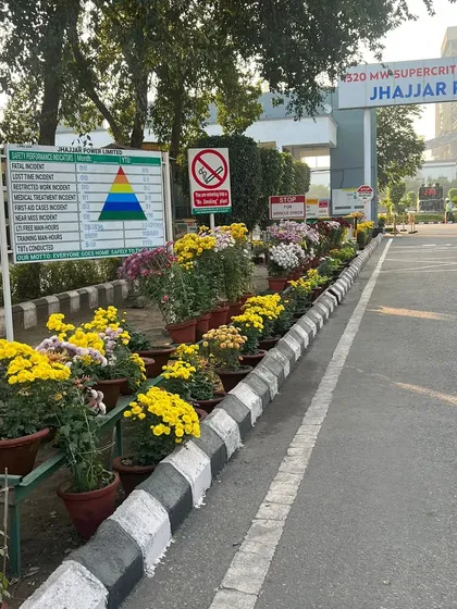 Seasonal color is an important part of our landscaping service. Here, rows of vibrant yellow and purple chrysanthemums line the entrance of a corporate site, providing a cheerful and well-maintained appearance.