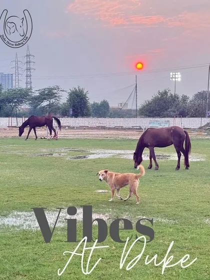 The "Vibes at Duke" are all about tranquil sunsets, happy animals, and a peaceful escape from the city hustle.