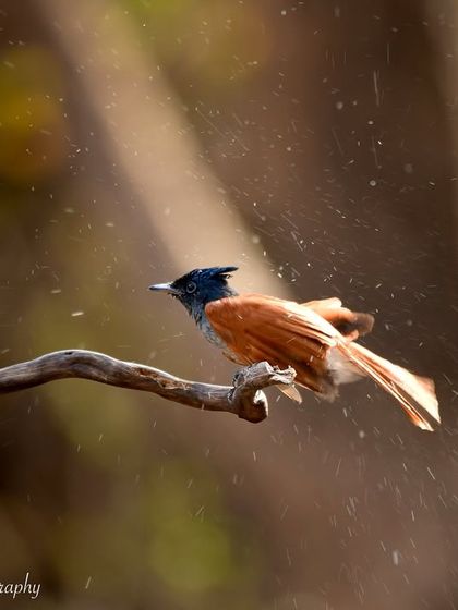 Avian Wonders: A World of Wings photo 44