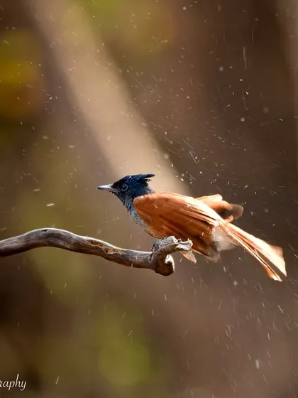 Another shot of the flycatcher's bath time. The backlighting catches the water perfectly, making it sparkle like diamonds.