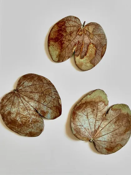 These heart-shaped leaves, known as Bauhinia, make for beautiful ceramic wall decor.