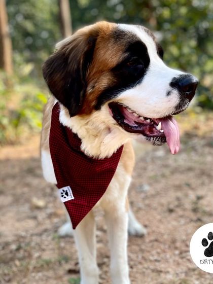 The Red wool check bandana is another favorite from my winter collection. It's soft, warm, and looks great on any dog.