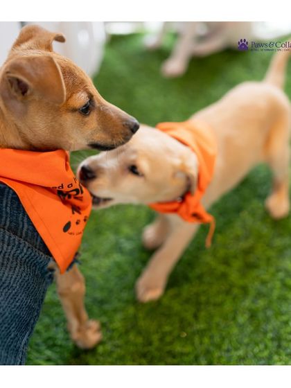 PawsnCollars - Veterinary Care Our Community & Values photo 6