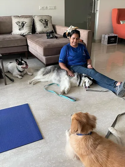 A calm moment during a multi dog training session. Teaching dogs to settle and relax in the presence of others is a key skill. Here you can see a Frenchie, a Husky, and a Golden Retriever learning to coexist peacefully.