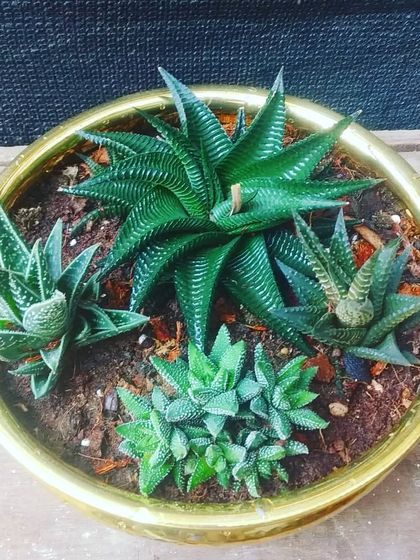 Succulent & Cactus Arrangements photo 3