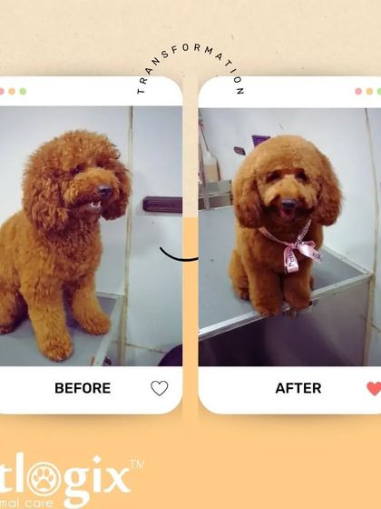 Just a fluffy mess before, and a dapper doggo after. We love seeing these amazing transformations happen right in our van.