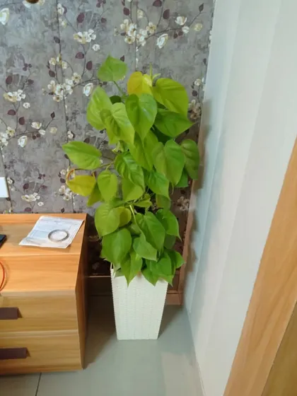 A Golden Pothos in a tall white planter. Its bright green leaves bring a cheerful vibe to this bedroom corner.