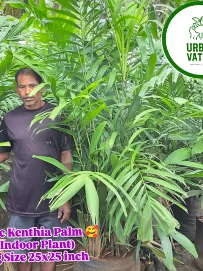 An exotic Kenthia Palm, bag size 25x25 inch, ready for a new home.