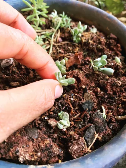Propagating new plants from cuttings is one of my favorite things to do. Here, I am planting a small succulent cutting, which will soon grow roots and become a whole new plant. This is a simple and sustainable way to multiply plants.