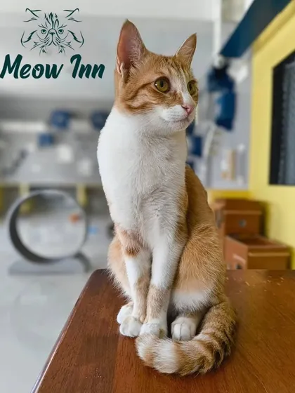 Just look at this regal guest, surveying their kingdom. I make sure every cat feels like royalty, with plenty of spots to relax, observe, and feel completely at ease.