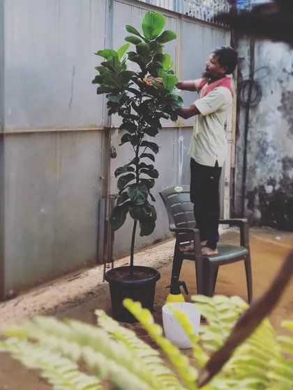 Passion is what drives us. Here, one of our team members is carefully cleaning the leaves of a tall fiddle leaf fig tree, ensuring every plant we deliver is healthy, happy, and ready for its new home.