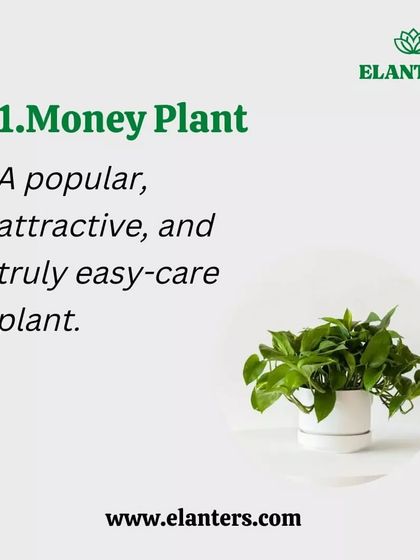 Plant Care Tips & Supplies photo 11