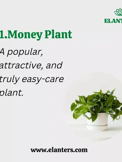 Air Purifier 1: The Money Plant. This easy-care trailing plant is not only beautiful but also a powerhouse for cleaning indoor air.