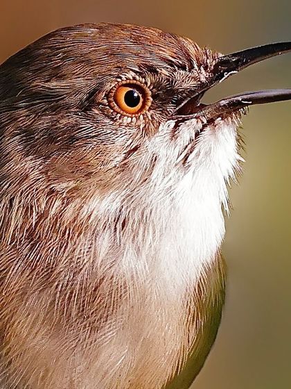 A Delicate Prinia captured mid-call. This close-up shot reveals the inside of its beak, its bright orange eye, and the soft, fine feathers of its throat.
