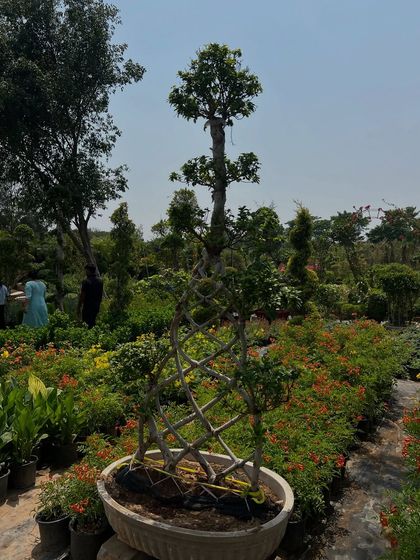 The Bonsai Collection (20+ Years Old) photo 13