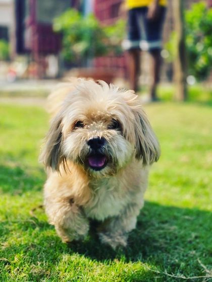 This happy little dog is a regular at our daycare, always ready for a day of fun.