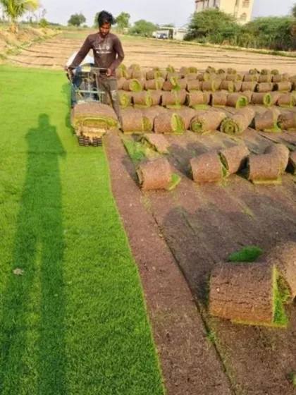Harvesting fresh, premium-quality lawn turf at our farm. We use specialized machinery to ensure the turf rolls are healthy and ready for quick installation.