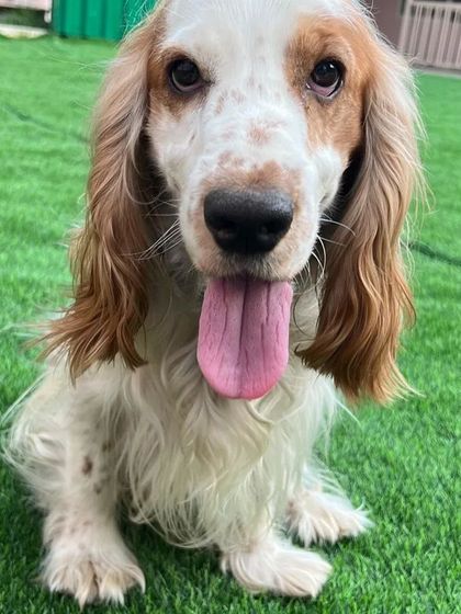 Snugglys Paw House - Pet Daycare Meet Our Guests photo 6