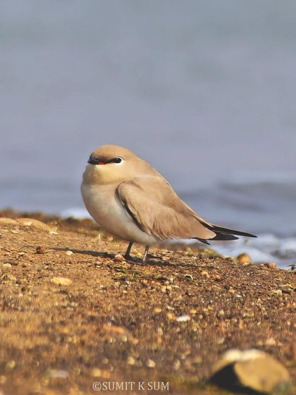 A slightly different angle of the Small Indian Pratincole, showing its compact body and subtle sandy colours that provide excellent camouflage.