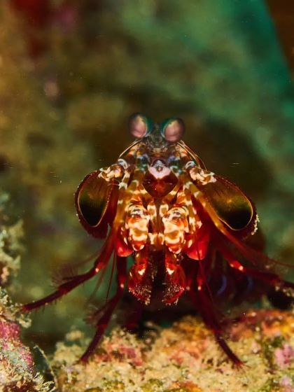 We found this peacock mantis shrimp, one of the most colorful "smasher" types, on a wreck during a liveaboard trip. Their complex eyes are among the most sophisticated in the animal kingdom.