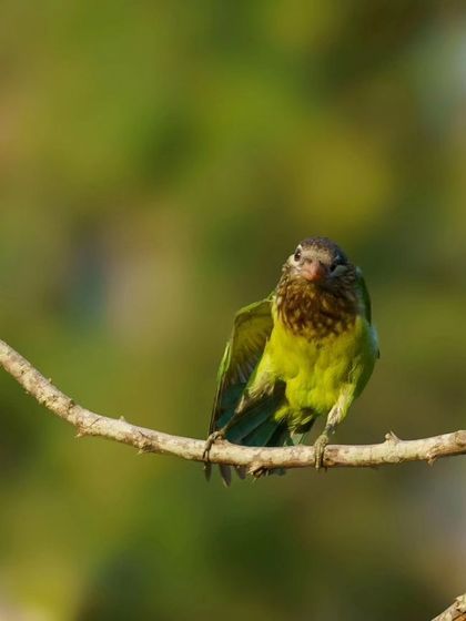 The White-cheeked Barbet stretches its wing, as if doing yoga.